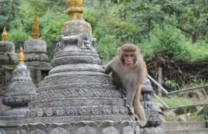 Learn more about Monkey Temple 