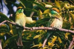 Know more about Bird Watching in Jibhi